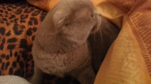 The angry cat don't wanna play / Злой кот не хочет играть