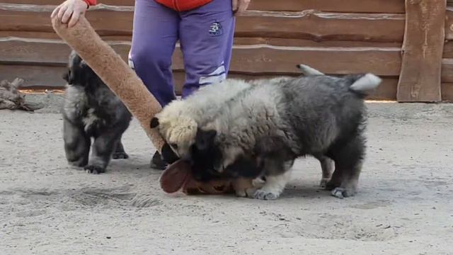 Даур Дон смотреть онлайн