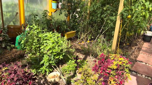 Вот и лето прошло . Подводим итоги . Попрыгунья стрекоза пела и радовалась жизни а потом … смотреть онлайн