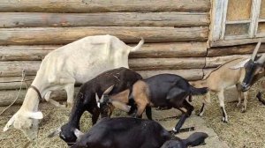У меня худые козы. Отвечаю на комментарии.