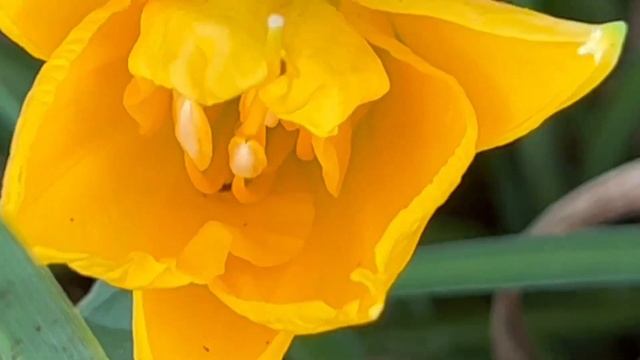 НЕ СМУЩАЙСЯ НА ЗЕМНОМ ПУТИ… христианский стих читает Лия Ашитко, на слова Анны Юркин смотреть онлайн