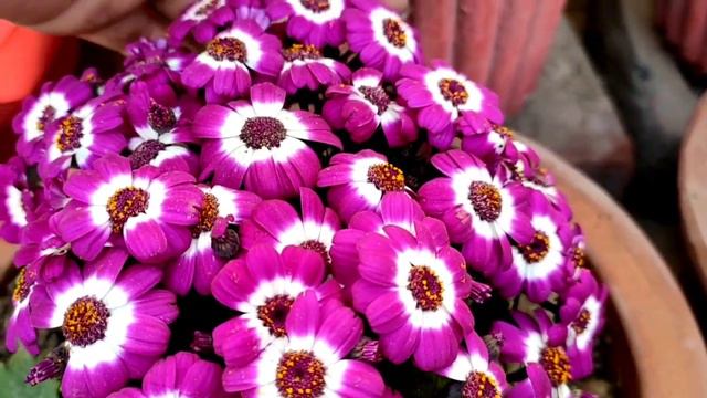 जनवरी में नर्सरी में मिलने वाले 11 पौधो के नाम और दाम/Winter Flowering Plants Name and Price/ смотреть онлайн