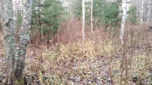 Срочно нужен трухлявый пень.Сколько получаю на ЮТУБ. Собираю мульчу под ногами. Соскучилась.Болтаю