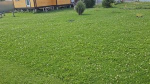 Косим газон из клевера, получаем плотную зелёную лужайку.