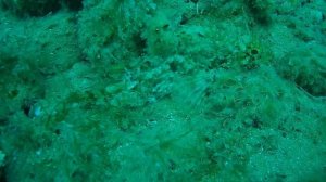 Удивительное погружение Июнь 2018. Дайвинг в Крыму. Орджоникидзе.