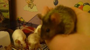 Сатиновые мышки