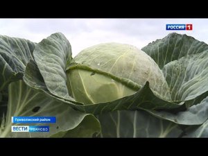 Уборка капусты Ивановская область 2021 г. www.933944.ru