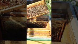 Как предотвратить  роение пчел? ?