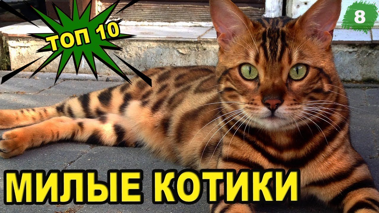 ?САМЫЕ КРАСИВЫЕ КОШКИ В МИРЕ! ВИДЕО КОШЕК [топ-10]