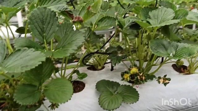 Клубника Кабрилло весной. Вкусовые качества. Замеряем BRIX. смотреть онлайн