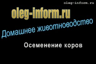 Осеменение коров oleg-inform.ru