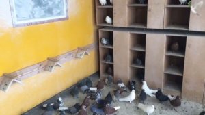 Николаевские голуби Шупикова Николая   +7 (905) 381-36-16