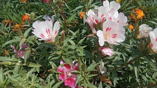 Какие цветы цветут в июле? Многолетники и однолетники.