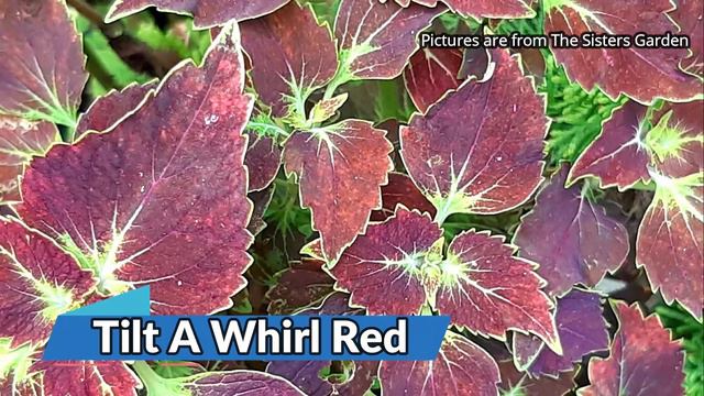 VARIETIES OF MAYANA /COLEUS PLANT WITH NAMES PART 2 │THE SISTERS GARDEN │PLANT FOR A CAUSE смотреть онлайн