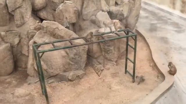 Qingdao Zoo. Our weekend ~ смотреть онлайн