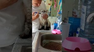 Промывка желудка кишечника кошек " Смектой "