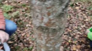 Опята, Ленинградская область