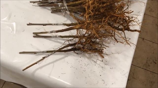 Зимняя прививка косточковых. смотреть онлайн