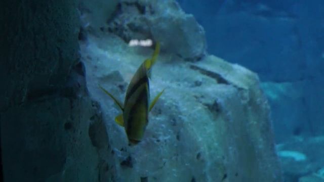 Мы в океанариуме Стамбул февраль 2023 г смотреть онлайн