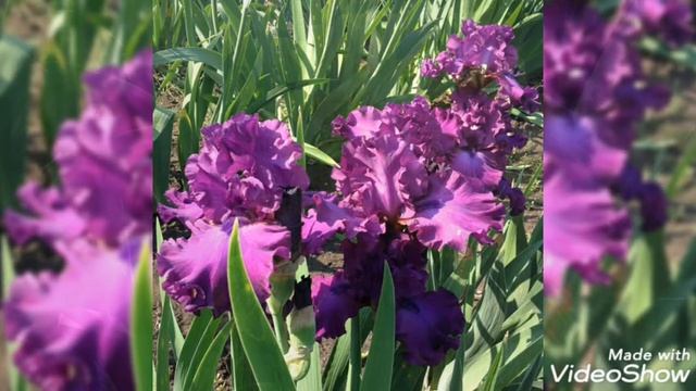 Ирисы от коллекционера. Доставка саженцев почтой по России. смотреть онлайн