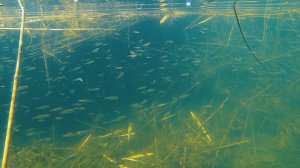 Подводный мир озера Зункарь. 4K, август 2024