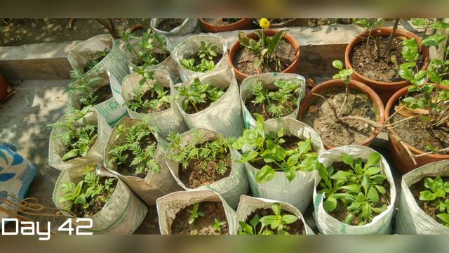 Growing 72 Plants From Saplings in 60 Days | Summer Flower Plants смотреть онлайн