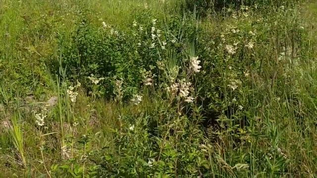 таволга или лабазник 01.07. 21 смотреть онлайн