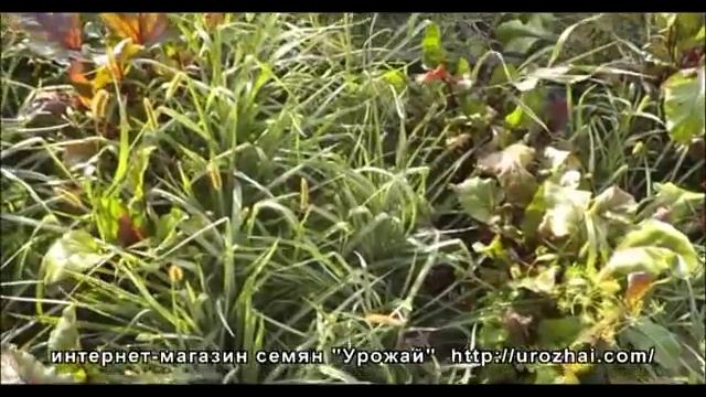УРОЖАЙ Выращивание овсяного корня смотреть онлайн