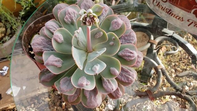 CORTANDO ESCAPO FLORAL ECHEVERIA RAINDROPS смотреть онлайн