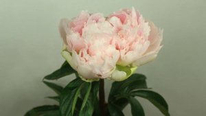 Peony Brother Chuck - Time Lapse