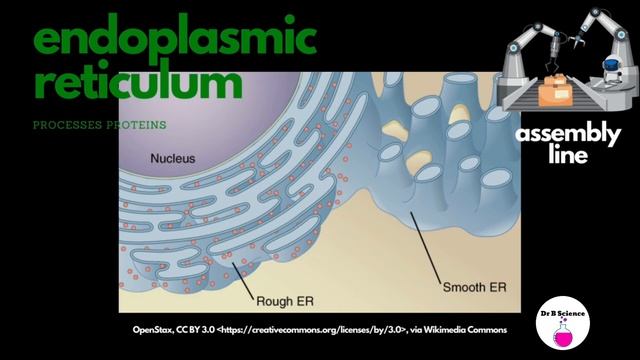 Части клетки смотреть онлайн