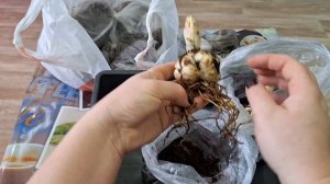 Посылка с лилиями, как выглядит посадочный материал#лилии #цветы