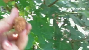 УРОЖАЙ ИНЖИРА 2017 . ПЕРВЫЙ и ВТОРОЙ УРОЖАЙ В СЕНТЯБРЕ .Вкусный сушеный инжир на дереве ..