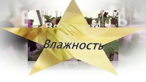 СТРЕПТОКАРПУС. Неприхотливое красиво цветущее растение. Уход в домашних условиях