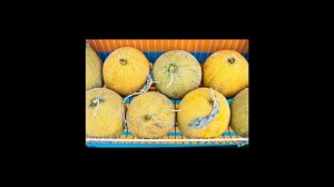 Как выбрать самую вкусную дыню