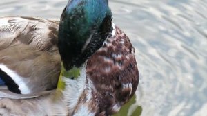 Canon Powershot sx540 hs video test zoom - el zoom de la camara Canon Powershot sx540