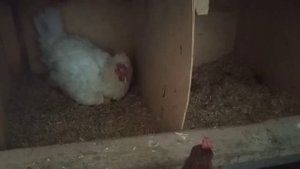 Яйценоскость кур.Много наседок!!!Как отучить?