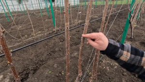 Формирование Черешни сорта «стаккато» по системе UFO