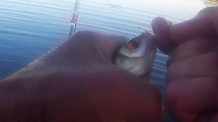 Рыбалка на Ахтубе спиннинг донка и удочки при полной луне.