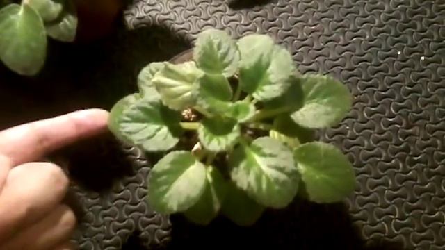 violetas africanas que hacer si cuelgan las hojas o se ponen lacias chuyito jardinero смотреть онлайн