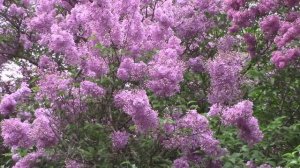 Смотрите на это чудо Цветёт сирень...  Авторское стихотворение Lilac blooms