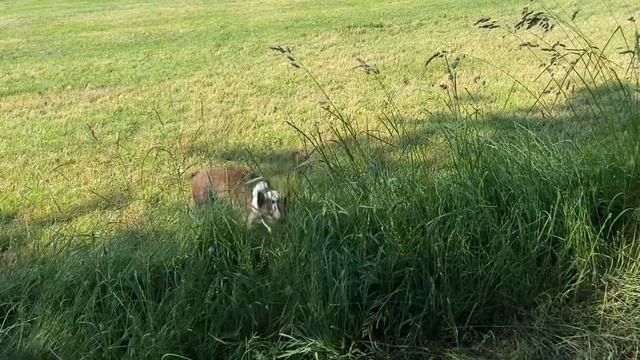 собака прыгает | Бостон Терьер | собака попрыгунчик смотреть онлайн