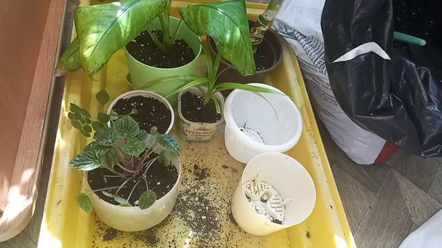 Пересадка укореняшек и две новиночки! смотреть онлайн