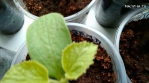 ПРИВИВКА НА АРБУЗЫ. ДЕЛАТЬ ИЛИ НЕ ДЕЛАТЬ? ОБЗОР РАССАДЫ АРБУЗОВ И ДЫНИ(10 дней)