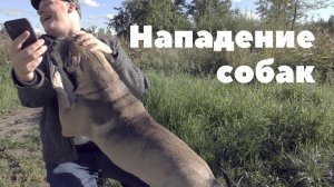 Нападение собак и возможности защиты (18+)