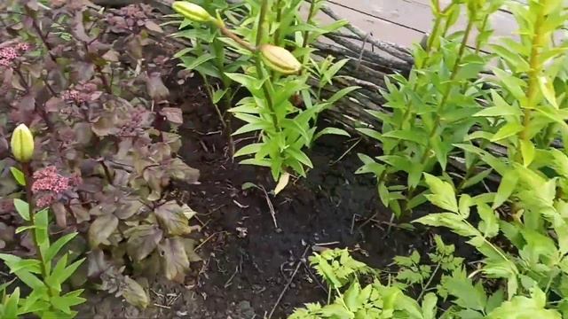 Пробую накопать свежий картофель. Солю огурцы. Навожу марафет смотреть онлайн