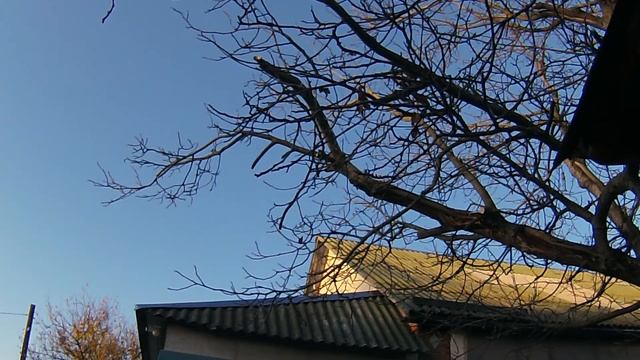 Тестую акумуляторний веткоріз-висоторіз Black & Decker LPP120 20V смотреть онлайн