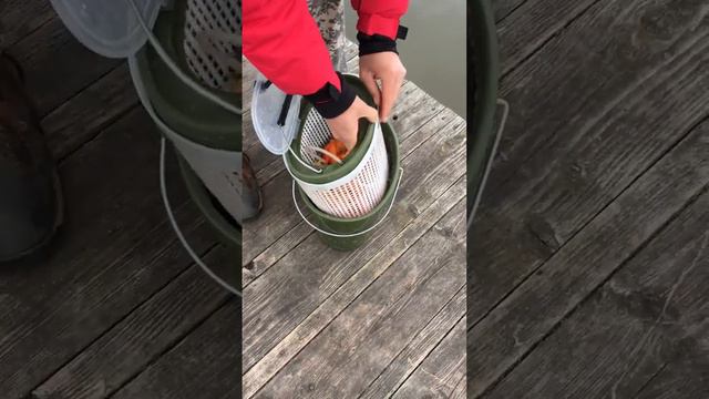 Выпуск карпа Кои в водоём! смотреть онлайн