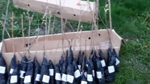 Саженцы agro-market24.ru