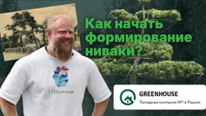 Секреты формирования ниваки | GREENHOUSE